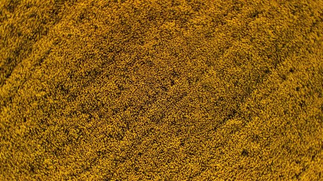 Aerial above view of canola rapeseed field blossoming. Drone rotates clockwise and takes off over yellow field. 