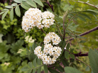 Die Blüten einer Eberesche auch Vogelbeere genannt.