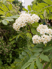 Die Blüten einer Eberesche auch Vogelbeere genannt.