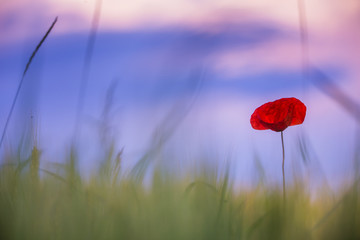 Beautiful poppies in a green meadow.