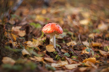 Red fly agaric on a blurred background of yellow autumn leaves close up. Poisonous mushroom. Macro. Mushroom with a red hat with white dots on a white leg. Autumn forest.