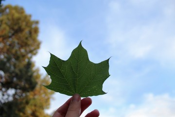 green leaf on blue sky