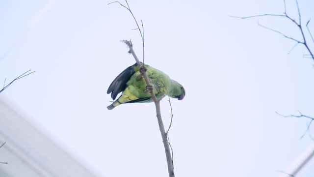 Green parakeet directly above looking down at camera from tree branch