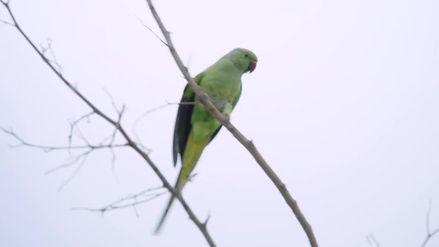 Green parakeet slowly climbing down branch, isolated white background