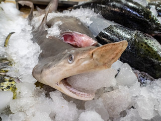 Fresh Shark to buy at an Mexico Market with the head and open mouth forward