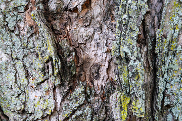tree bark
