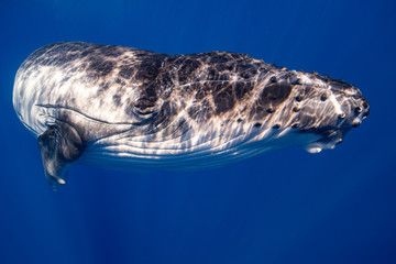 Baby humpback