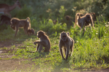 Chacma baboon in Kruger National park, South Africa