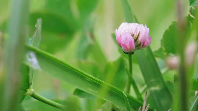 Wildlife macro. Pink clover flower grows on a green field close-up. Natural background. Landscape, nature, summer.