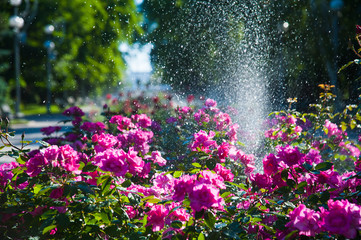 Watering lawn and rose flowers in the morning in park