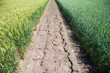 Ripening wheat field