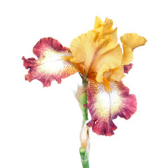 Plicata (yellow standards and white falls with red border) iris flower isolated on white...