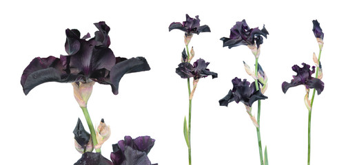 Set of black (dark purple) iris flower with long green stem isolated on white background. Cultivar...