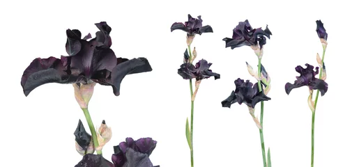 Zelfklevend Fotobehang Set of black (dark purple) iris flower with long green stem isolated on white background. Cultivar from Tall Bearded (TB) iris garden group © kazakovmaksim