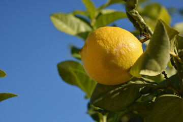 Yellow lemons on the tree organic garden green leaf with blue sky background