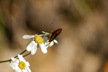 Farfalla e margherita