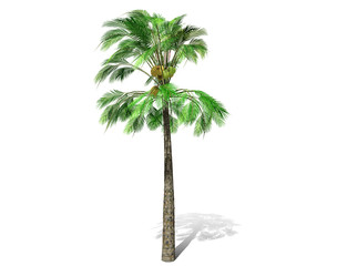 3D rendering - A tall palm tree isolated over a white background. Suitable for use in architectural design or Decoration work. Used with natural articles both on print and website, 3D illustration.