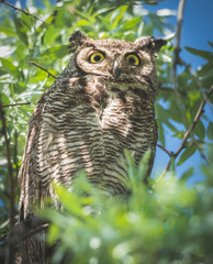 Great Horned Owls