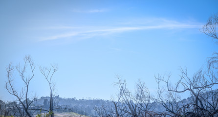 Obraz premium Bare Trees and Sky