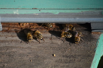 Swarm of bees in front of a bee-house