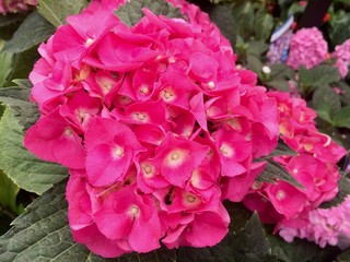 pink hydrangea in the garden