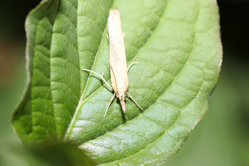 Day and moth in close-up shot and in best photo quality