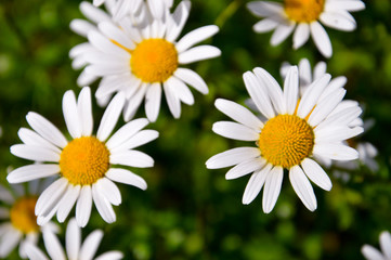 Obraz na płótnie Canvas white daisy flower with sunlight in the garden