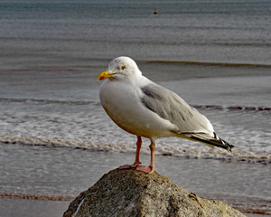 A closeup of a seagull perced on a rock on Sidmouth seafront