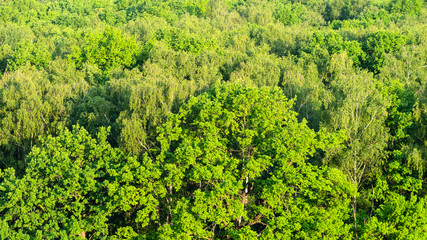 oaks in green forest illuminated by sunset sun