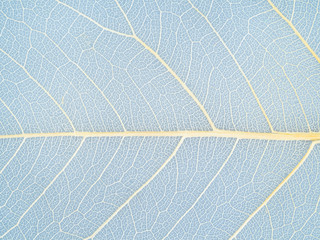 textured surface of dried leaf close up on blue