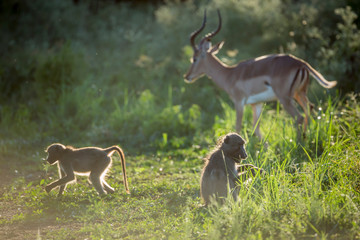 Chacma baboon in Kruger National park, South Africa