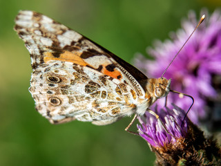 motyl © Henryk Olszewski