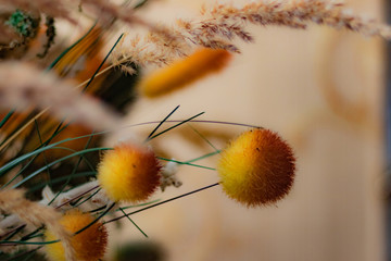 bouquet of meadow grass with yellow-orange balls on a beige background close-up.