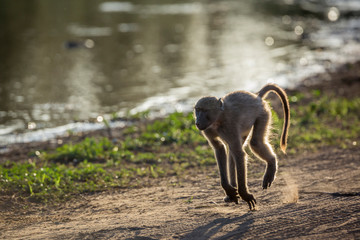 Chacma baboon in Kruger National park, South Africa