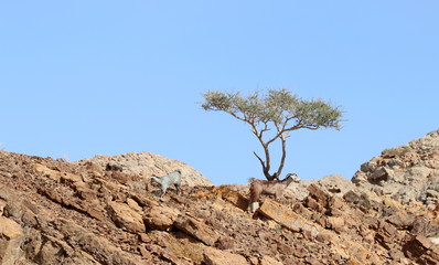 péninsule de Musandam à Khasab