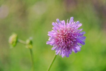 Knautia arvensis. Scabiosa. Flower pin cushion. Pink flower close up and green bokeh behind. Selective focus, shallow DOF.