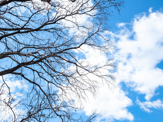 bare tree branches under blue sky with clouds