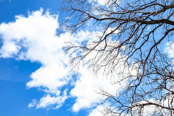 branches of dried tree under white clouds in sky