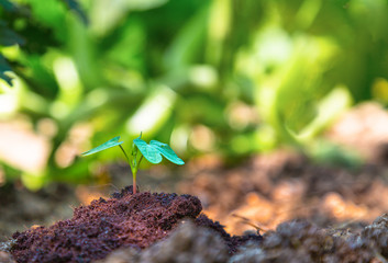 Close up of Young sprout in the garden. The concept of ecology, gardening and Earth Day