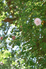 Obraz premium Pretty Pink Flower