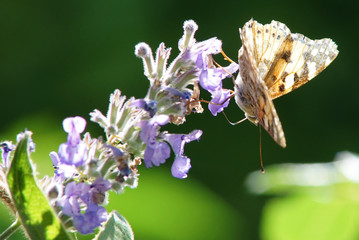 Rusałka Osetnik Vanessa cardui