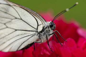 butterfly flying and collecting nectar from the blooming red peony flowers.