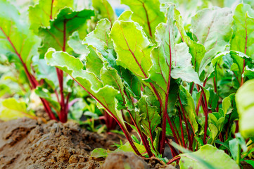 Green leaves tops of red beet beetroot growing in the vegetable garden, close-up. The concept of growing healthy food and organic products
