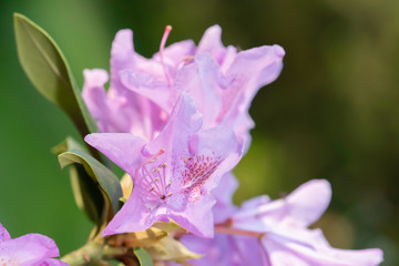  Purple rhododendron in bloom in early spring.