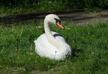 White swan on green grass
