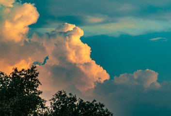 Treetops and clouds in the light of the setting sun