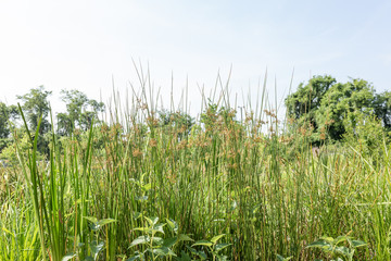 Home and Garden Landscaping