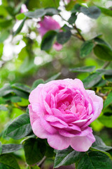 Rosa Centifolia (Rose des Peintres) flower closeup on green garden background