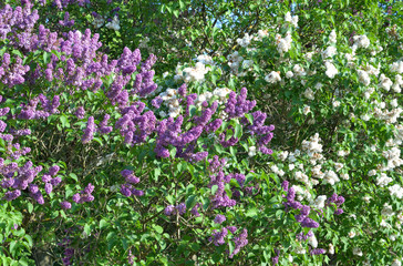 Blooming lilac bush.