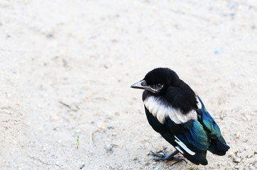 Obraz premium Lost little magpie chick is looking for his parents ...